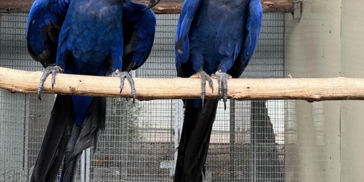 Where Can I Buy a Macaw? A Comprehensive Guide for Aspiring Owners